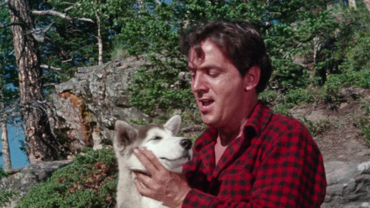 Дикие псы 2. Дикий пес севера (1961). Nikki, Wild Dog of the North.