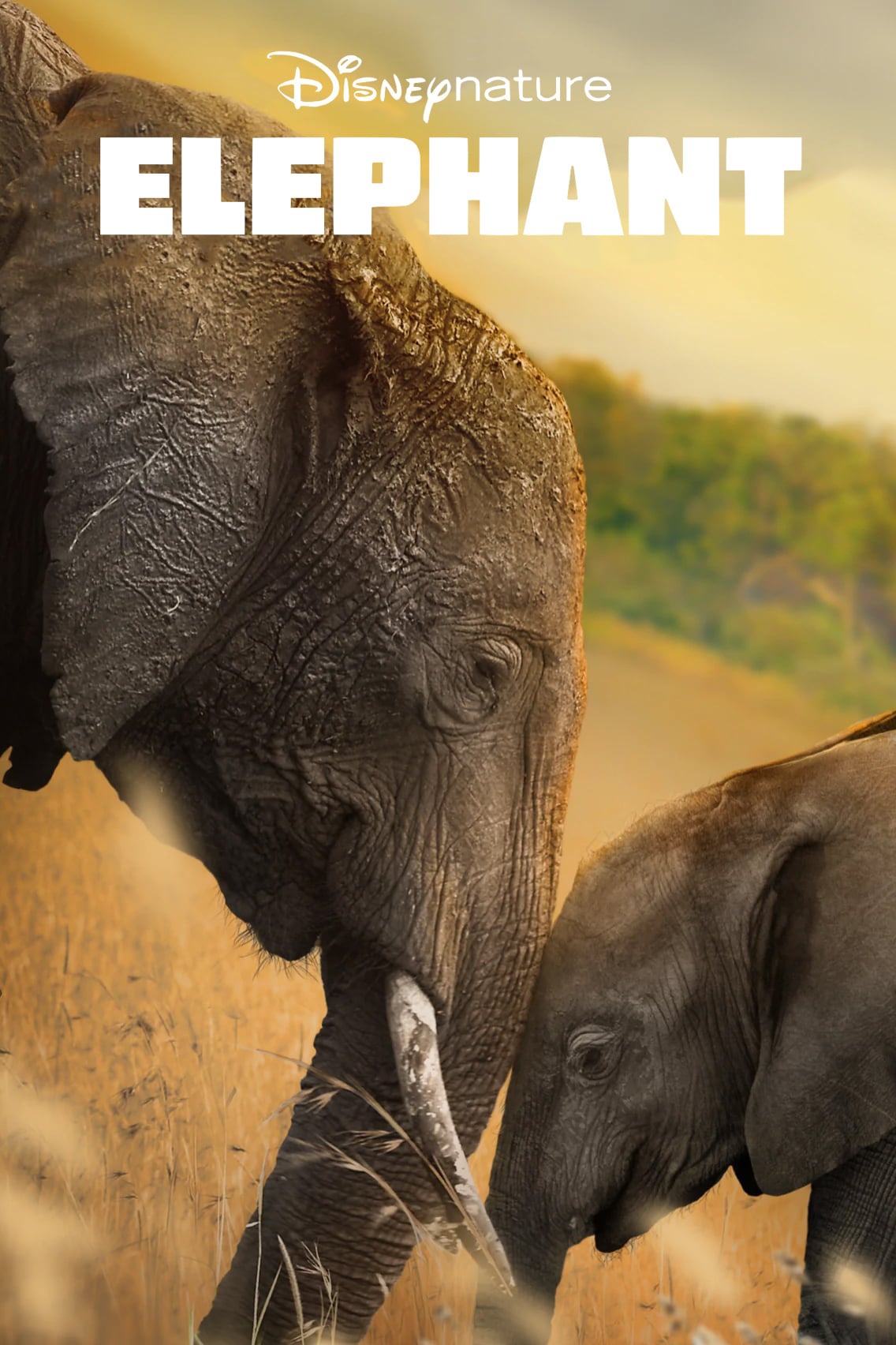 Affiche de Éléphants