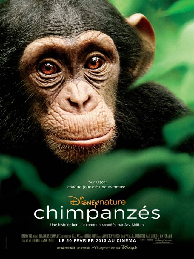 L'affiche de Chimpanzés
