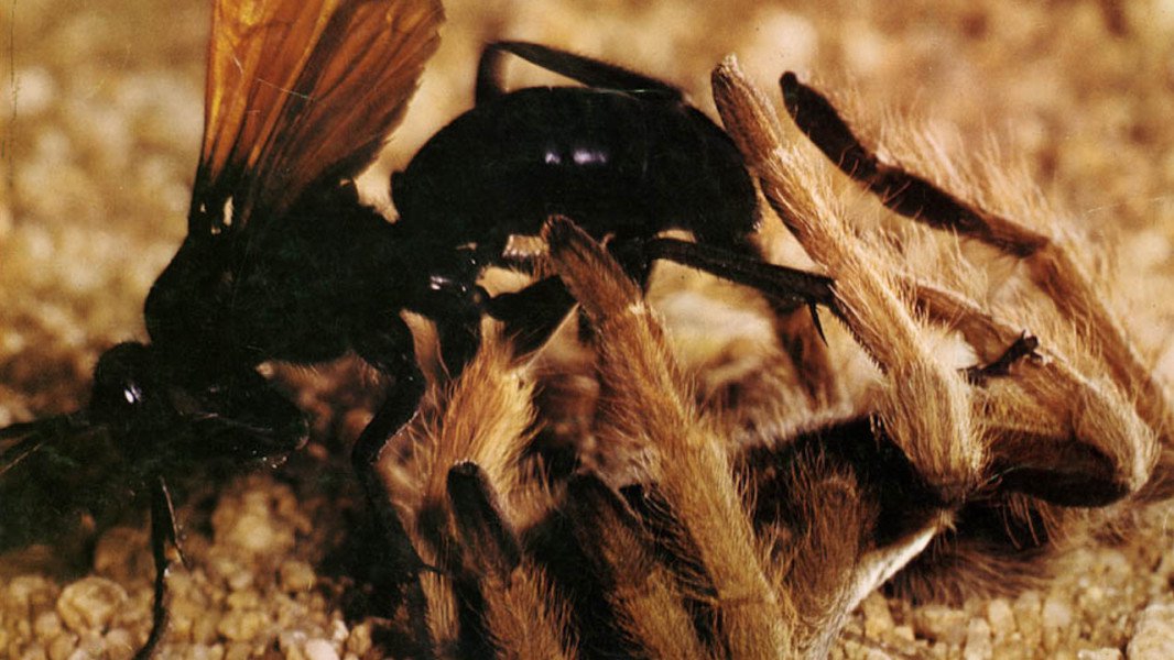 Illustration de Le Désert vivant
