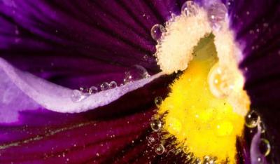 Illustration de Pollen