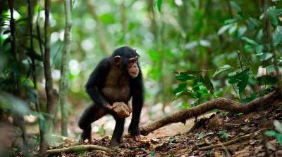 Anecdote au sujet de Chimpanzés