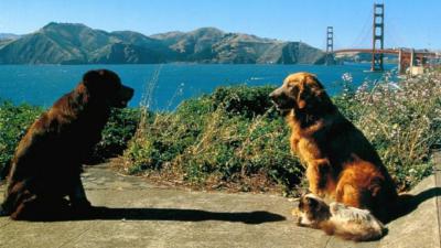 Anecdote au sujet de L'incroyable Voyage 2 à San Francisco