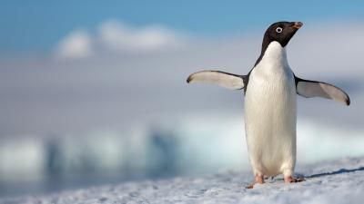 Anecdote au sujet de Pingouins