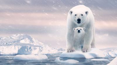Anecdote au sujet de Ours polaire