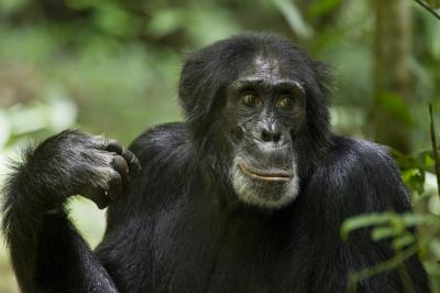Illustration de Chimpanzés